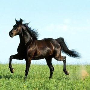 最强蜗牛赤兔母马惊喜礼，独家攻略助你轻松领取！