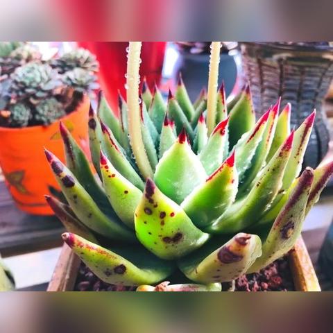 萌宅物语攻略秘籍：轻松解锁游戏高阶技巧，一招制胜！