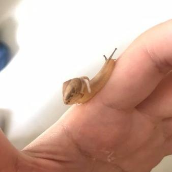 最强蜗牛蜗壳保养秘籍：全方位攻略，轻松提升蜗牛战斗力