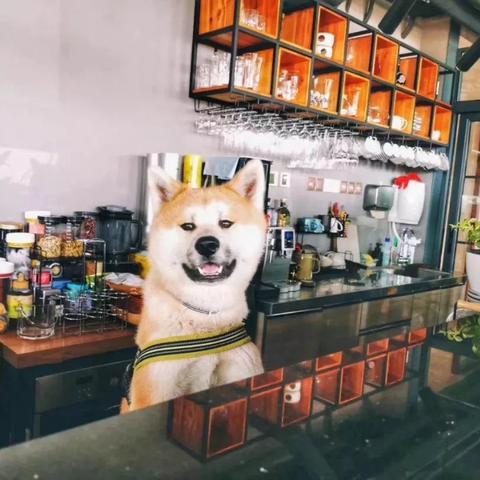 2024年度热门宠物游戏盘点：揭秘最受玩家喜爱之作