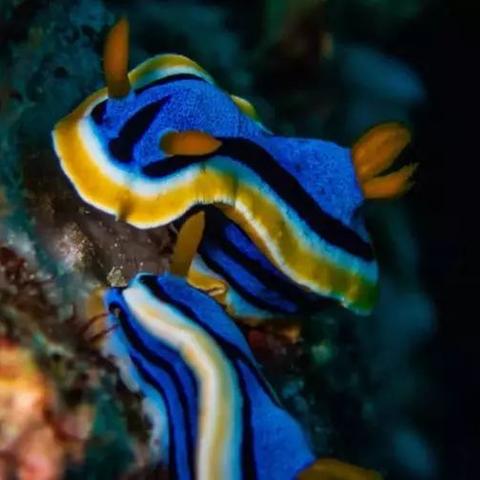 欢乐水果派攻略：龟神据点必胜秘籍大揭秘