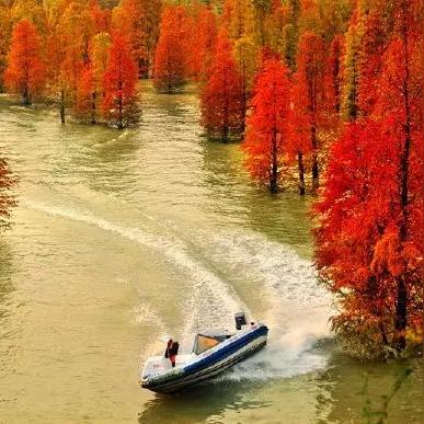 最新鸟游戏盘点：揭秘热门榜单，不容错过的精彩鸟游推荐