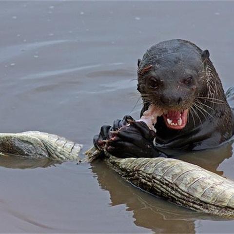 全球行动反抗军凯门鳄属性解析：攻略分享，轻松提升战斗力秘籍！