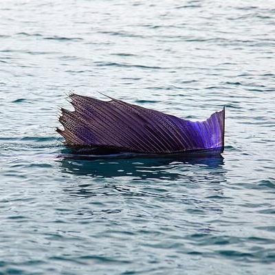 猎手之王皮肤旗帜盘点：独家揭秘旗帜外观全览攻略