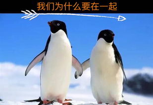 咔叽探险队企鹅发射器攻略：高效发射技巧大揭秘！