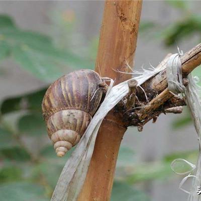 最强蜗牛猫呕吐物实用攻略：解锁隐藏属性，提升战斗力！