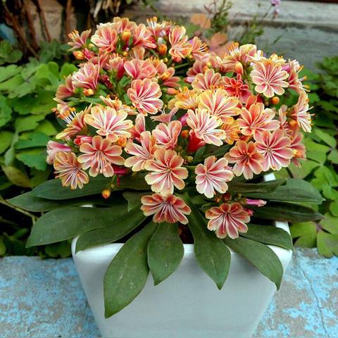 最强蜗牛乌龟终结攻略：揭秘高效灭杀技巧