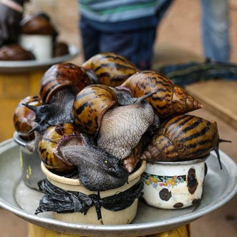 最强蜗牛华夏形态强化攻略：揭秘高效升级新技巧