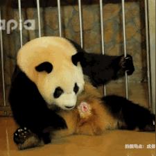 熊猫永不为奴攻略秘籍：全面通关技巧解析，助你轻松征服所有关卡