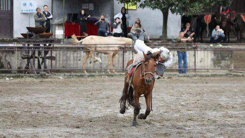 十大热门马匹游戏推荐：揭秘玩家必玩马战盛宴