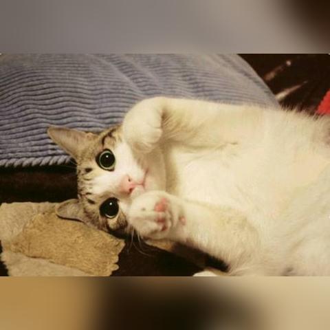 猫语咖啡咕噜技能解析攻略：解锁最强猫咪咖啡师秘籍