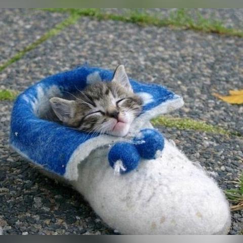 喵星人历史揭秘：喵喵机攻略技巧与丰厚奖励一览