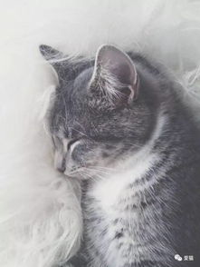 喵星人哲学等级速查攻略：轻松定位你的哲学境界