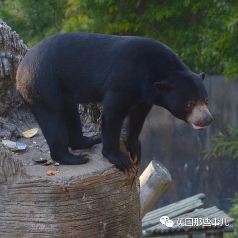 动物安排员25关三星通关秘籍：高效攻略助你轻松拿星