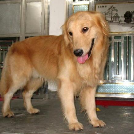 香肠派对开局必备物资盘点，新手必看捡货攻略！