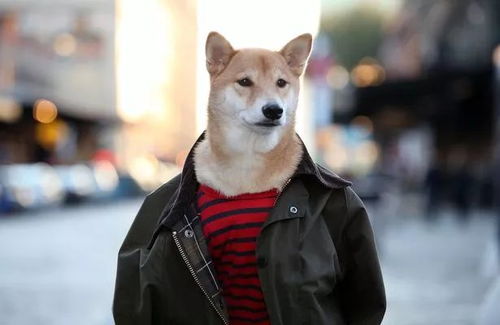 十大精选耐玩狗游戏盘点：揭秘热门狗狗游戏魅力排行榜