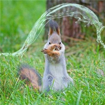 盘点热门狐狸游戏，揭秘哪些狐狸游戏值得一试！