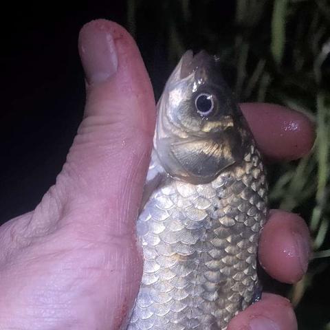 天涯明月刀手游攻略：高效鱼饵获取秘籍大揭秘