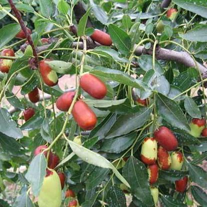 老农种树攻略：巧妙留路技巧助你轻松通关