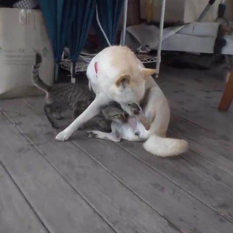 轻松解锁!《这题太难了》第40关攻略:告别焦虑,狗狗陪伴通关秘籍 轻松解锁!《这题太难了》第40关攻略:告别焦虑,狗狗陪伴通关秘籍