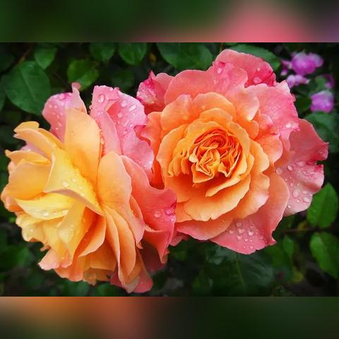 破解《脑洞大大大脑洞侦探社》第27关：致命抉择攻略，掌握独家技巧！