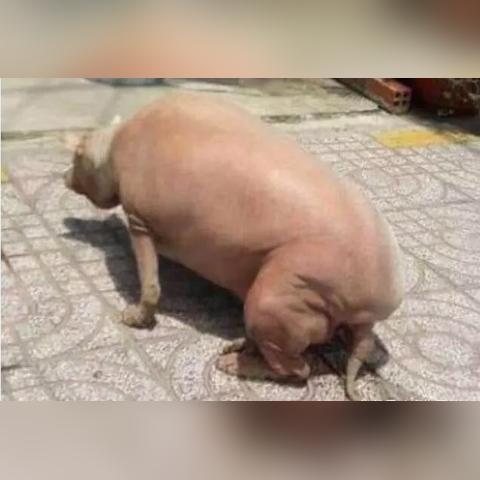 动物餐厅解锁秘籍：轻松获得便利包子攻略大揭秘