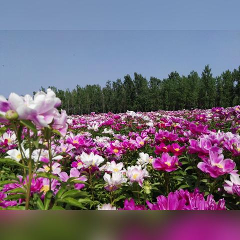 小花仙家园布局攻略：揭秘油屋最佳摆放技巧