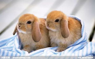 解锁动物餐厅垂耳兔野餐攻略：揭秘独特访客条件技巧