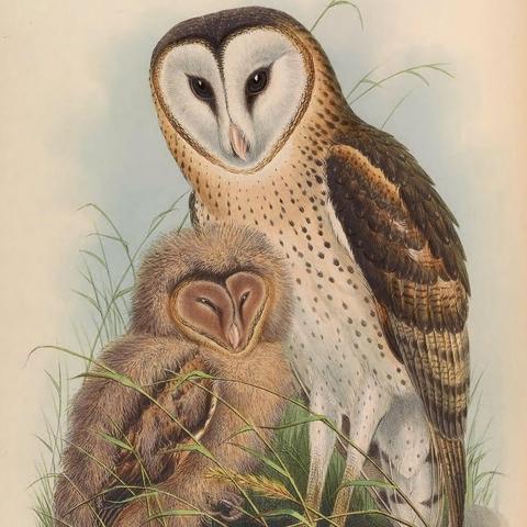 解锁动物餐厅画家到访：揭秘独特解锁条件攻略