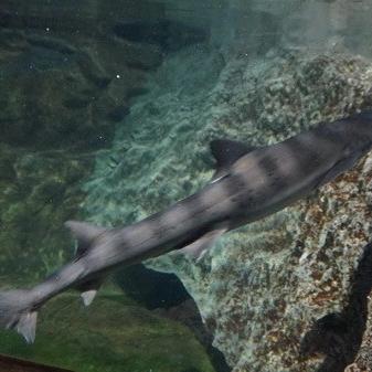 鲨鱼捕捞技巧揭秘：动物餐厅钓鱼攻略大放送