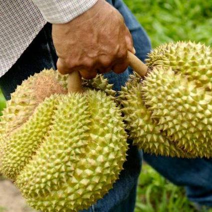 热带椰子秘籍解锁！动物餐厅必看攻略，轻松获取技巧揭秘