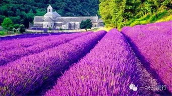 紫丁香位置揭秘：烟雨江湖中神秘功效解析