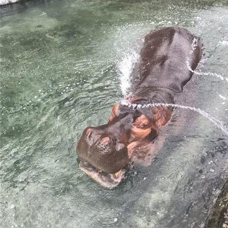 胡萝卜在动物餐厅有何妙用？解锁技巧大揭秘！