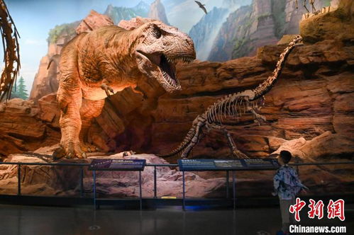 圆顶龙解锁秘籍+合成攻略，轻松获得化石博物馆宝藏