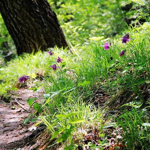 动物餐厅野花环攻略：快速获取与实用价值揭秘