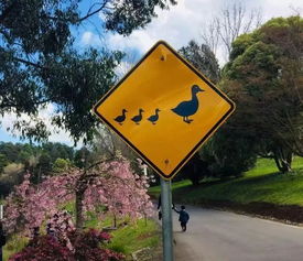 轻松破解！路痴小羊回家路标树屋第1关，独家攻略助你一臂之力