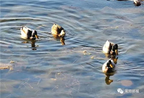 荒野沼泽捕鸭攻略：揭秘高效野鸭捕捉技巧