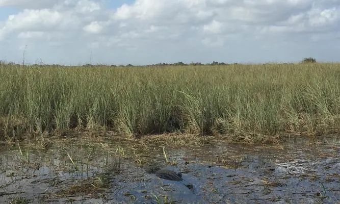 荒野沼泽蜂蜜攻略：高效采集技巧揭秘