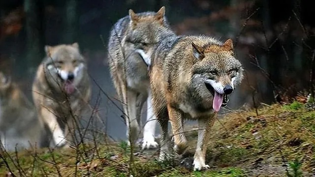 泰国丛林狼刷新位置揭秘：掌握绝密生存技巧