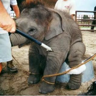 《挨饿荒野》泰国丛林生存攻略：食物资源分布全解析，掌握生存技巧