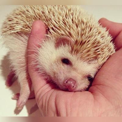 动物餐厅尿布解锁技巧揭秘！解锁后实用功能大解析