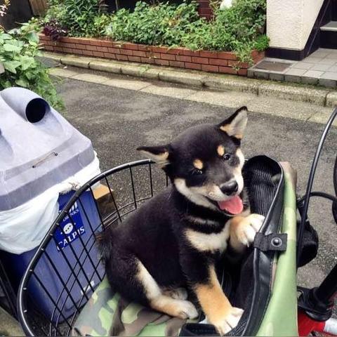 解锁动物餐厅柴犬婚礼订单：揭秘独特触发攻略，轻松解锁新体验