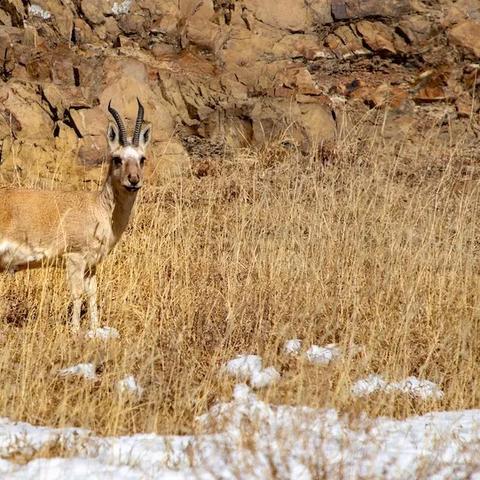 动物餐厅留言板解锁攻略：揭秘高效获得方法