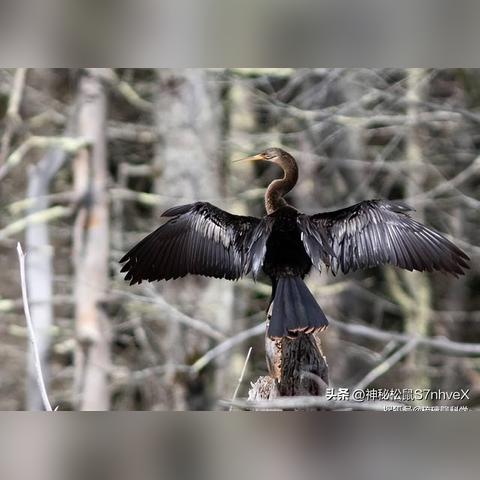 鸟游戏盘点：2023年度热门鸟游戏推荐，不容错过的精彩玩法！