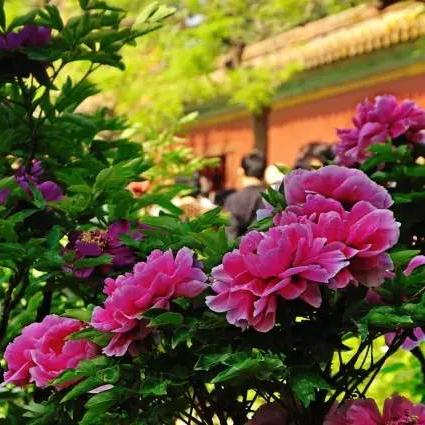 逃离园区2青龙山庄生存攻略：揭秘高效生存技巧，助你轻松通关