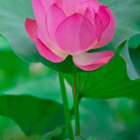 唯美游戏盘点：最新排行揭示，探索绝美游戏新境界