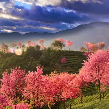 少年歌行攻略：揭秘风花雪月无量山试炼新玩法技巧