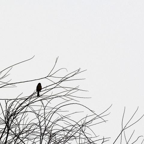 《无尽灵魂岩之巨人》BOSS战攻略：揭秘高效击败技巧，轻松通关！