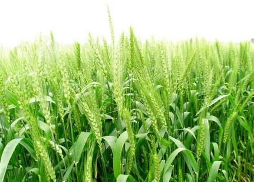 黄土地古代人生种植攻略：揭秘最佳农作物选择