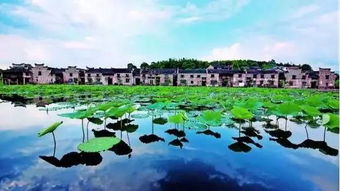 烟雨江湖荷花村位置揭秘：探索通力合作村落的独特魅力